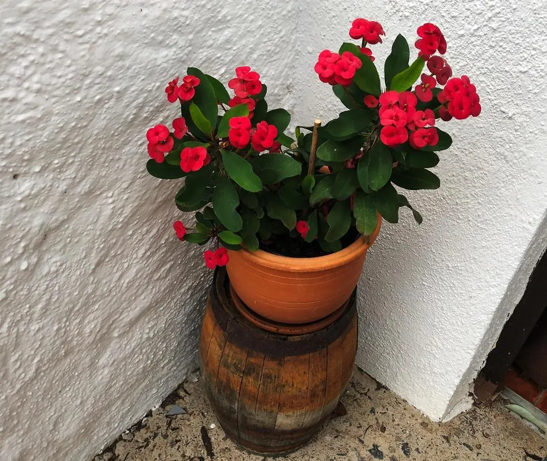 Bodeguita - Finca Tabaiba By Tor Icod De Los Vinos 0*,  Spanien